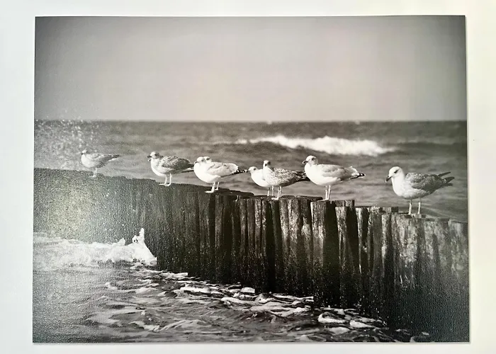 Medom Ii Władysławowo